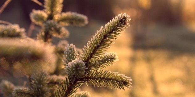 spruce-6693650_640
