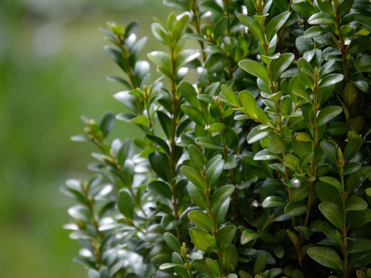 boxwood-g47e9d1c74_1920