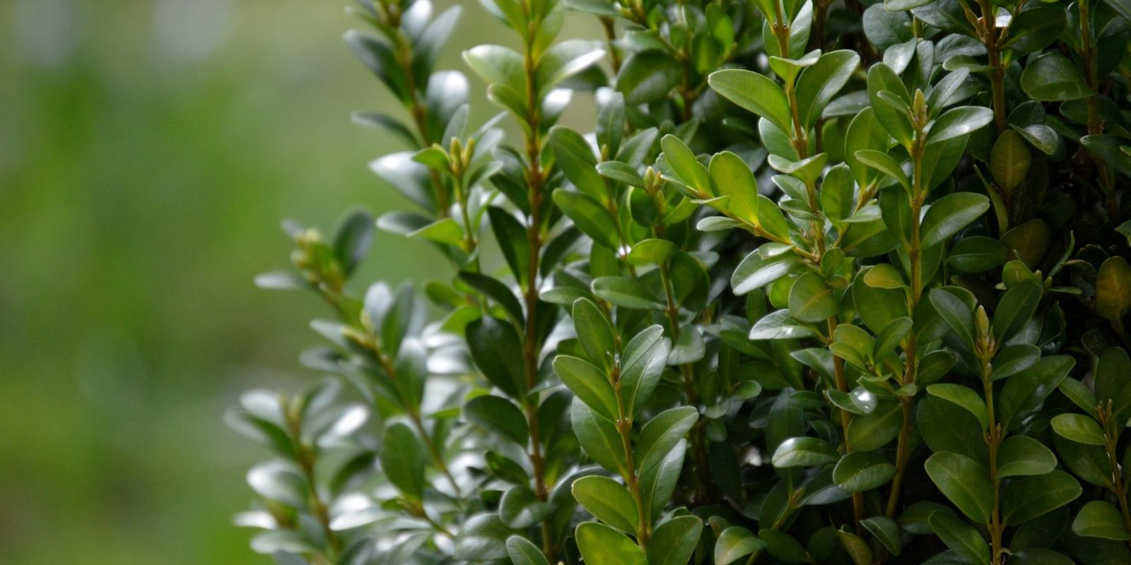 boxwood-g47e9d1c74_1920