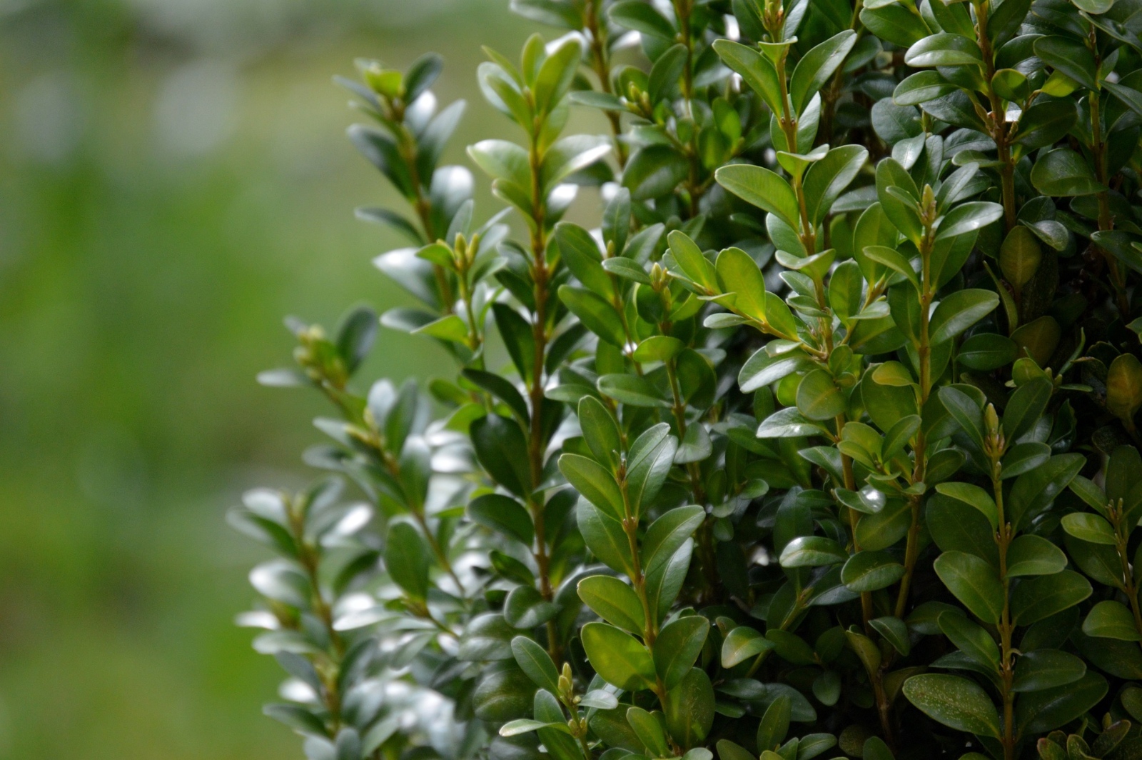 boxwood-g47e9d1c74_1920