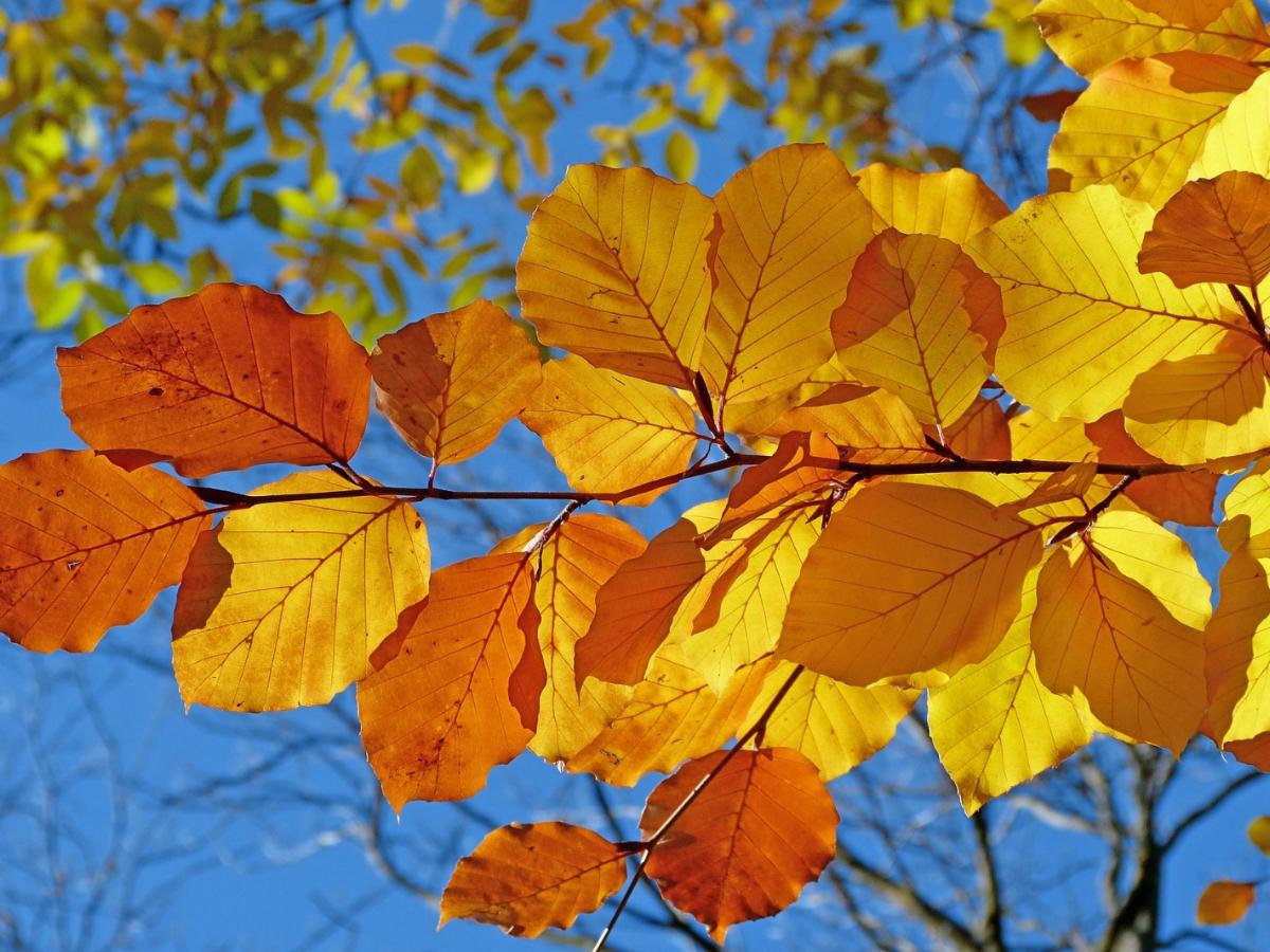 foliage-539413_1920